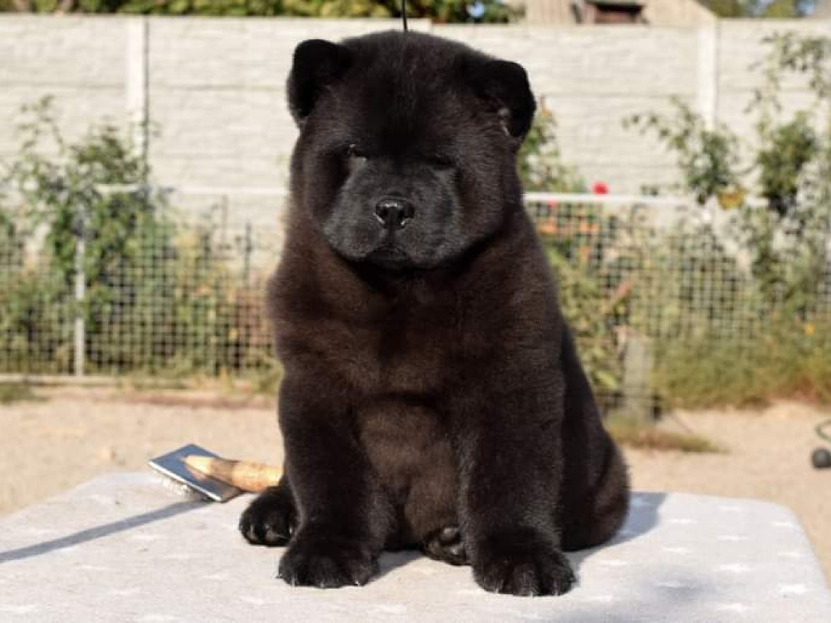 HOT Short Hair Long Hair Chow Black Chow Chow Short Hair Dog