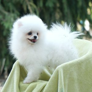 Umka Orso