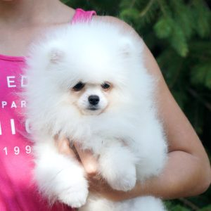 Umka Orso Pomeranian