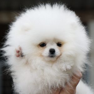 Un Jardin Pomeranian