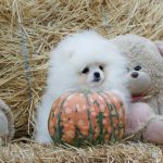 Niki Pomeranian