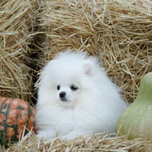 Unique Royal Pomeranian