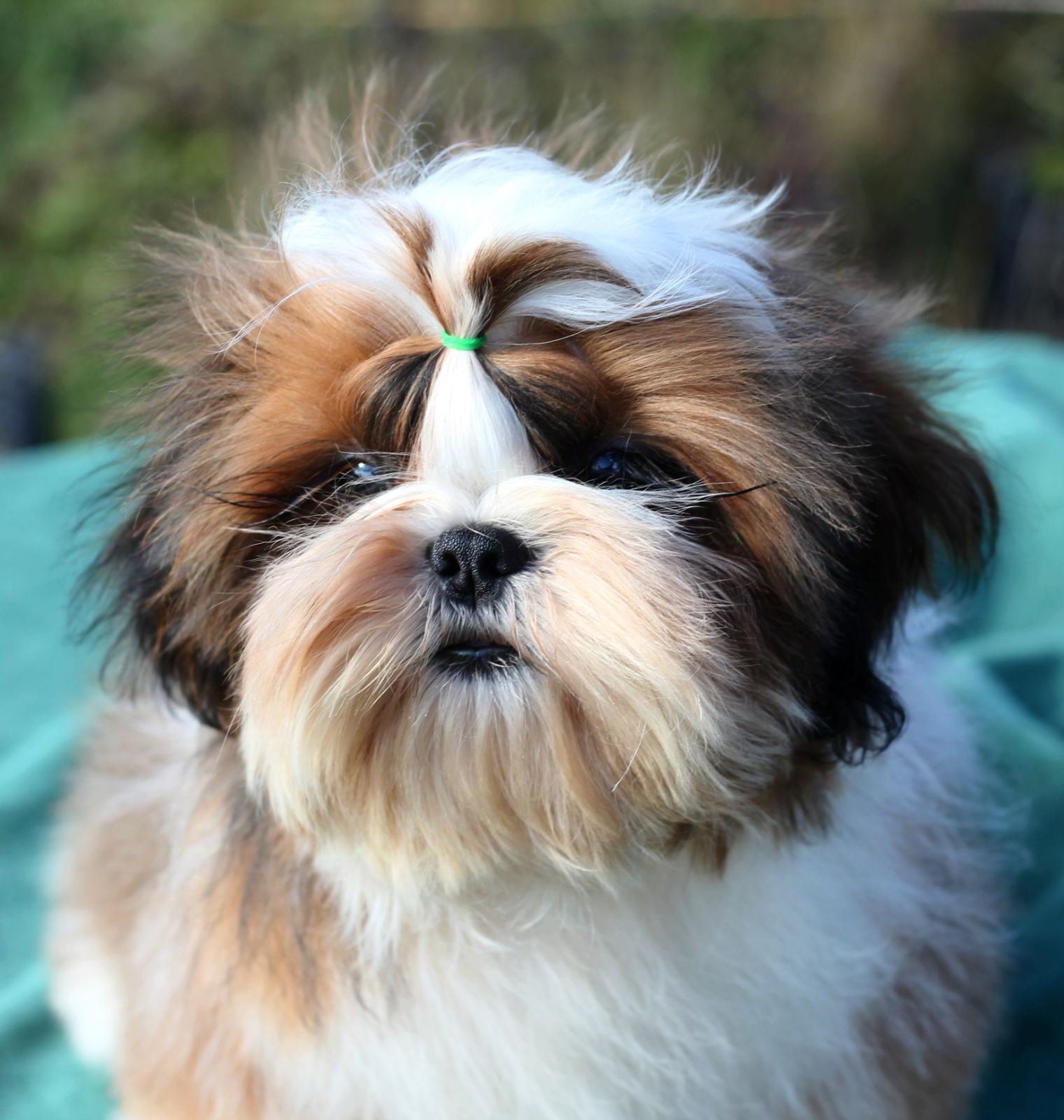 Small Dog With Long Curly Hair Curly Hair Small White Dogs With