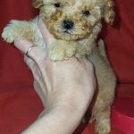 Veliant Maltipoo