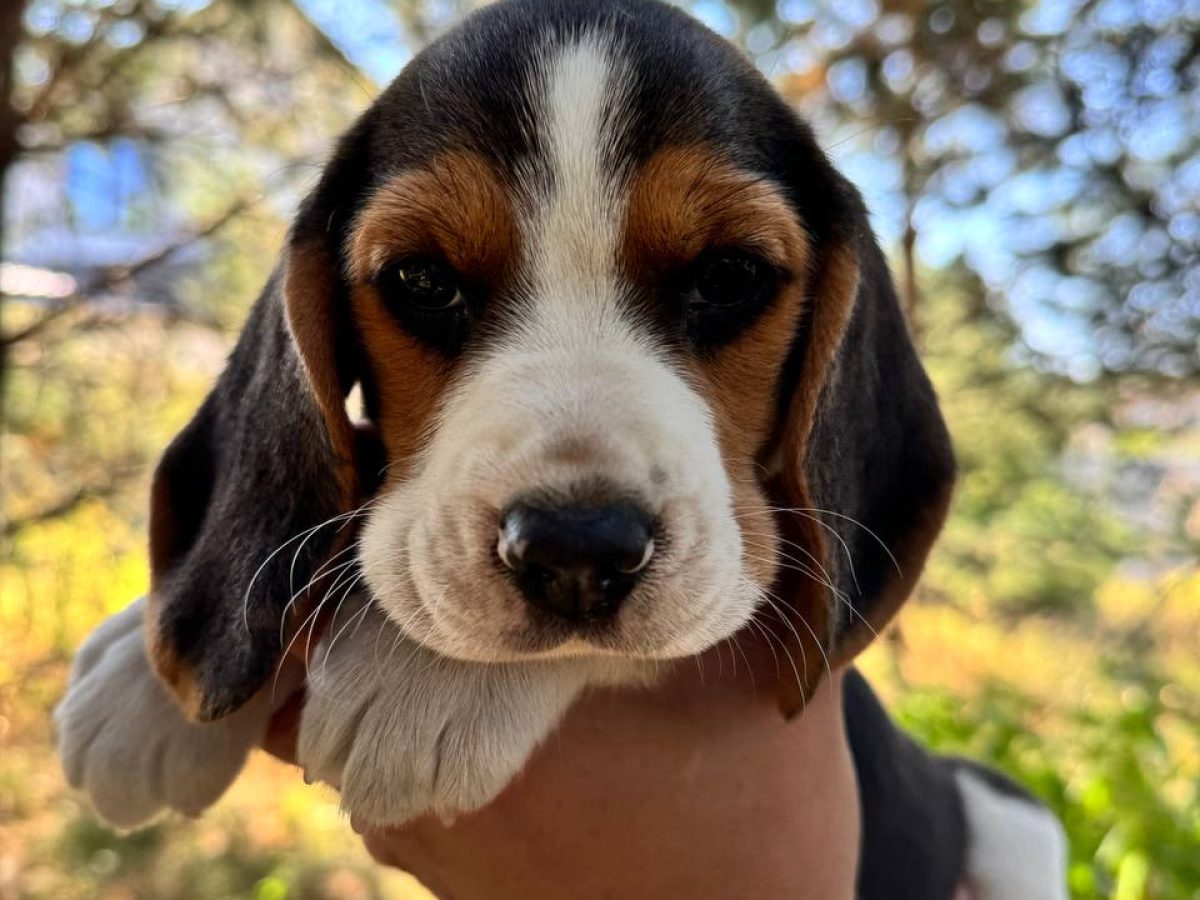 Basset Perros Blue Tick Basset Hound 31 Basset Azul De Gascuña