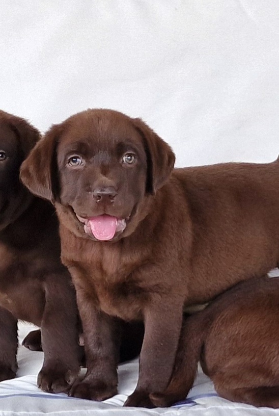 Shop lab rescue northwest Shop