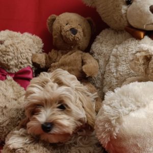 Sabella Maltipoo