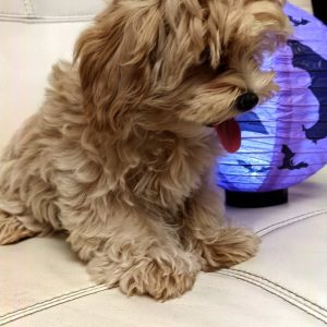 Sintiya Maltipoo