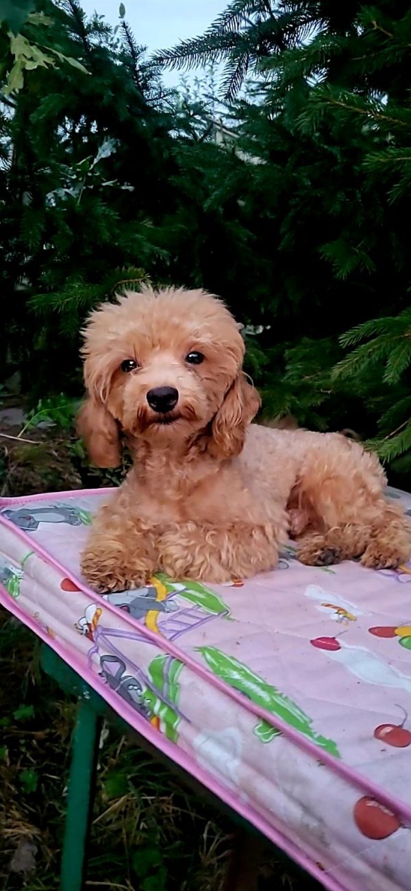 Veliant Maltipoo