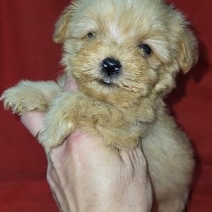 Liam Maltipoo