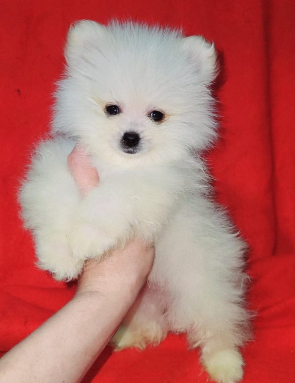 Niki Pomeranian