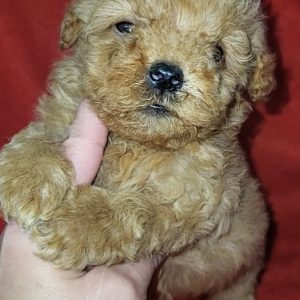 Uel Maltipoo