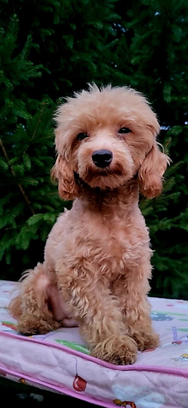 Veliant Maltipoo