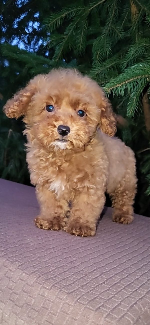 Red Toy Poodle Shih Tzu Mix Shop Shih Tzu Miniature Poodle Mix For