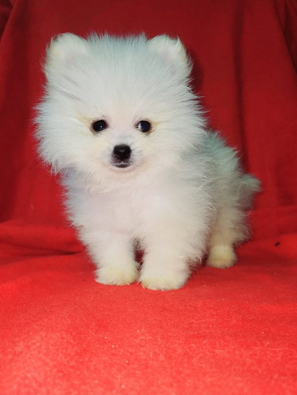 Niki Pomeranian