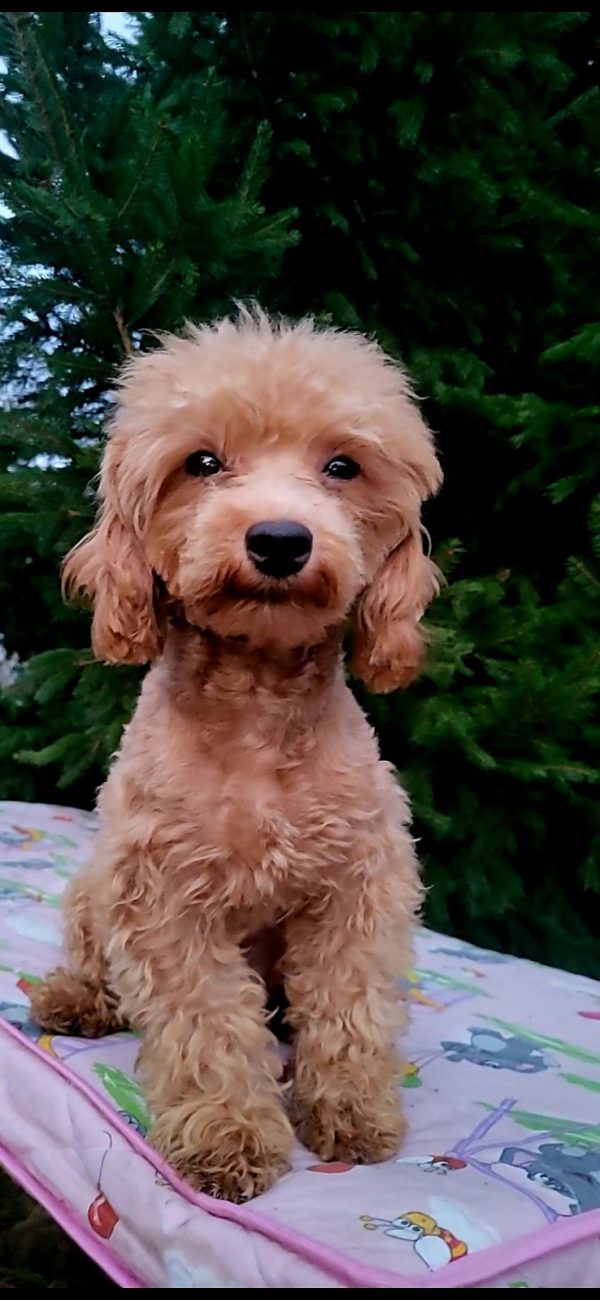 Veliant Maltipoo