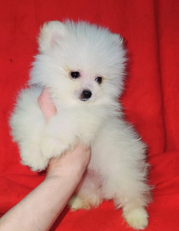 Niki Pomeranian