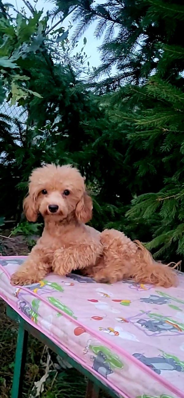 Veliant Maltipoo