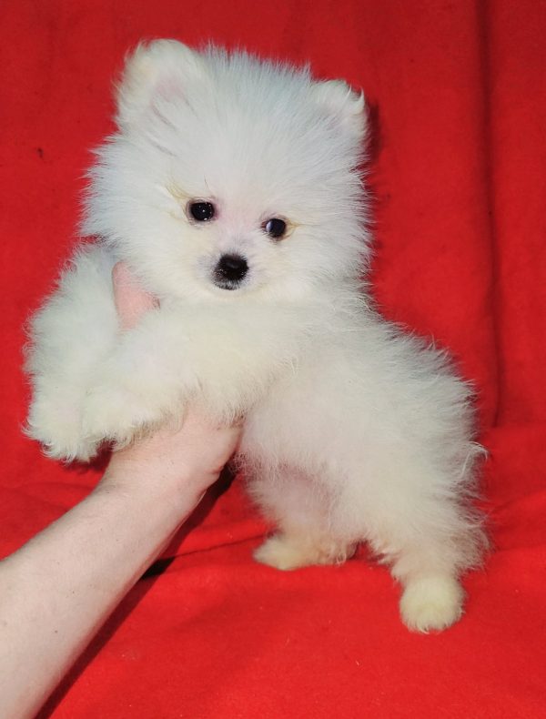 Niki Pomeranian