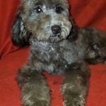Veliant Maltipoo