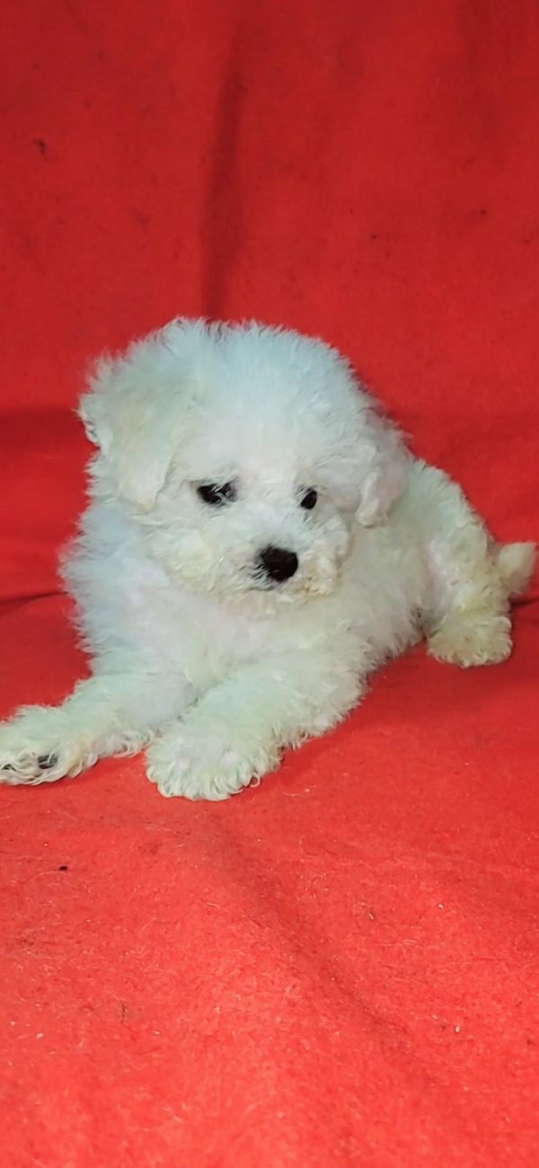 Niko Bichon Frise