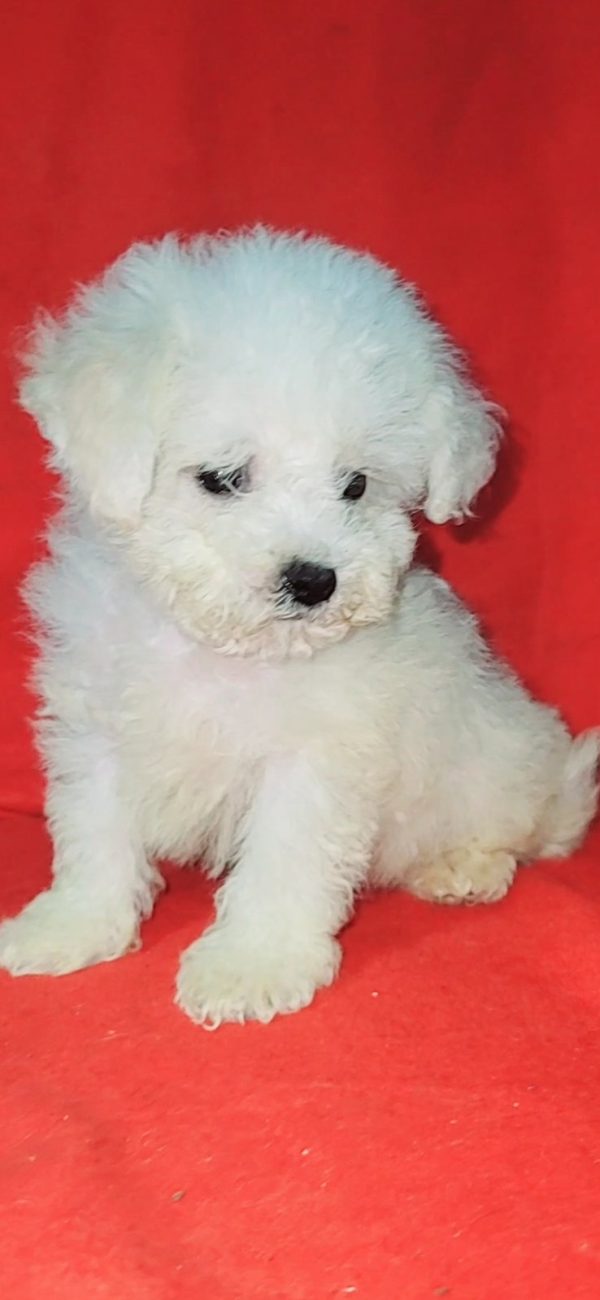 Niko Bichon Frise