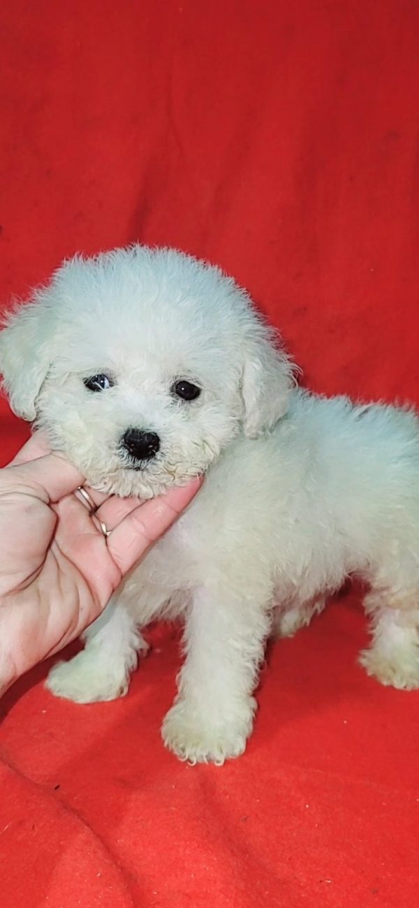 Niko Bichon Frise