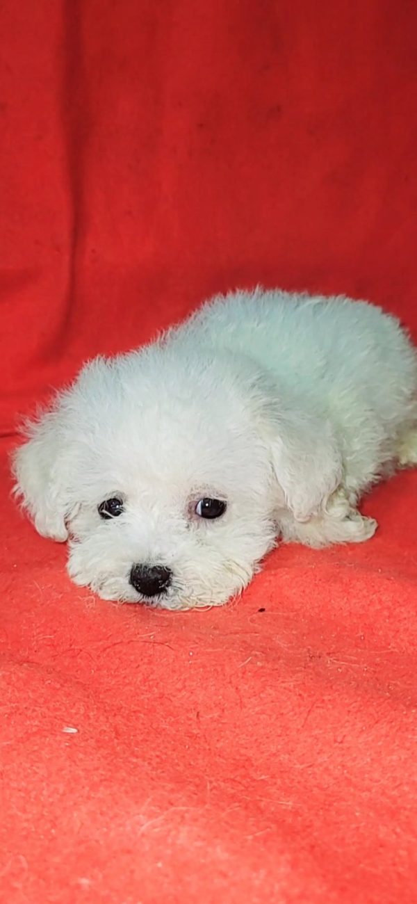 Niko Bichon Frise