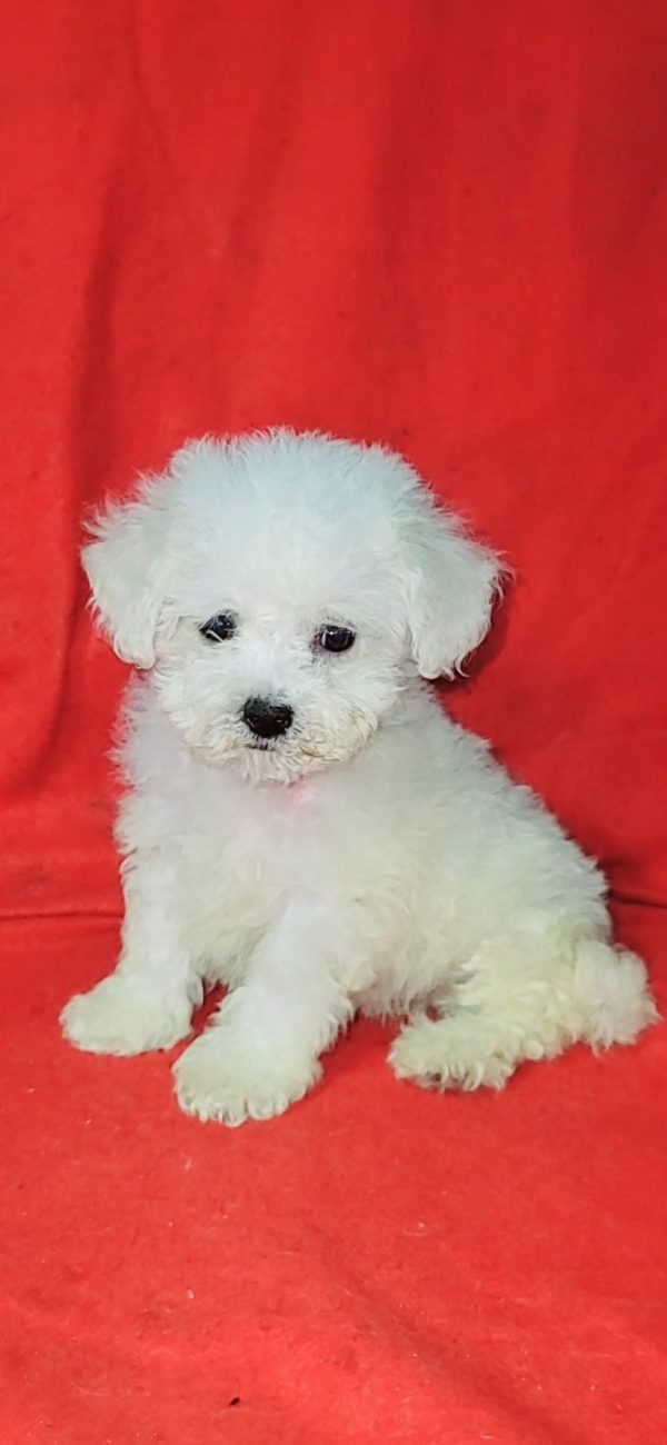 Niko Bichon Frise
