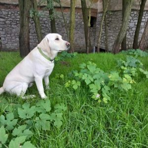 Casper Labrador Retriever