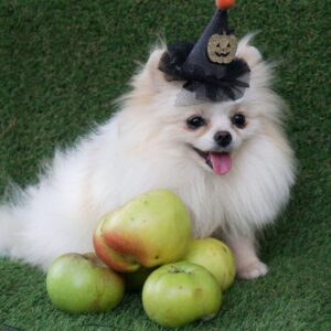 Un Jardin Pomeranian