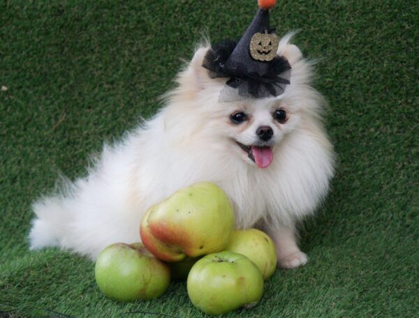Un Jardin Pomeranian