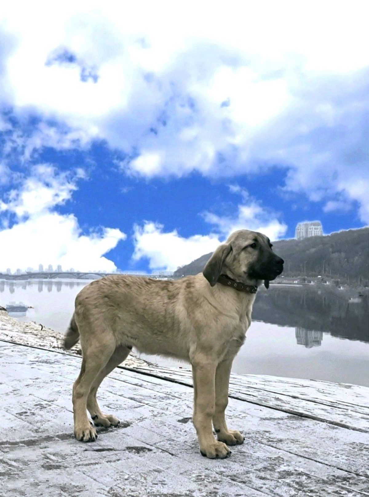 Akbash Dog Breed Akbash Anatolian Shepherd Big Anatolian Shepherd