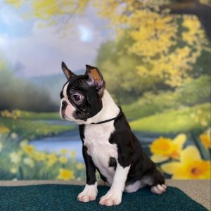 Black Boston Terrier