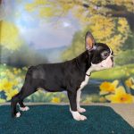Black-male-boston-terrier-puppy-for-sale- (2)