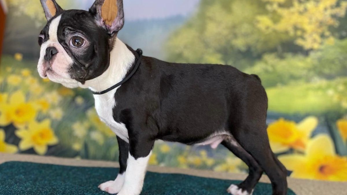 Jack Russell Terrier Boston Terrier German Shepherd Mix Boston - Main Image