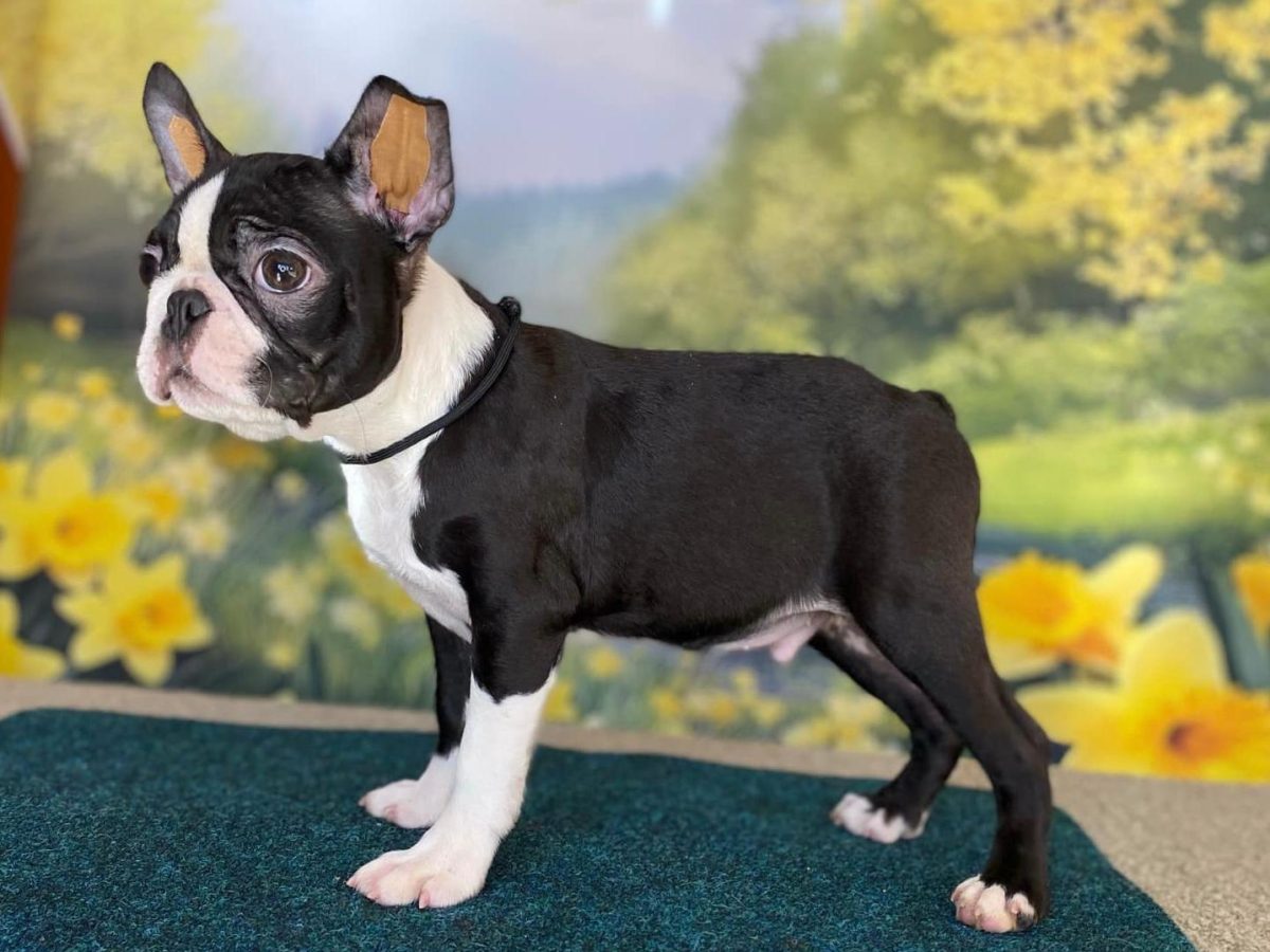 Hot teacup boston terrier puppies for sale Discount, image size:1200x900