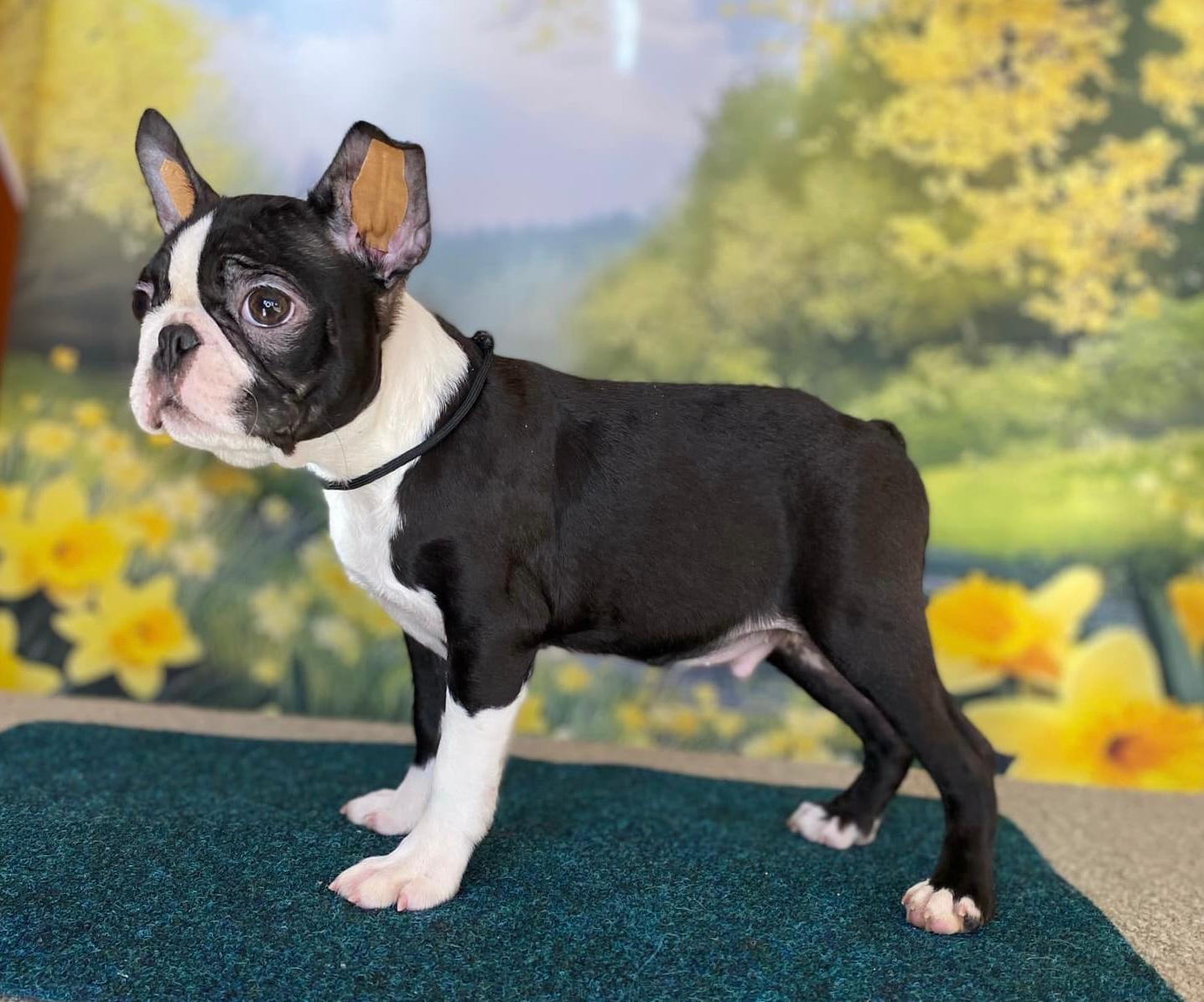 Fully Grown Boston Terrier Months Boston Terrier Puppy KC BOSTON