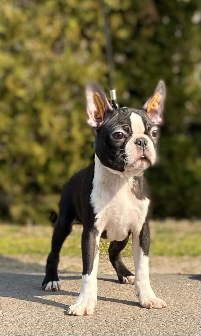 Terrier Mix Boston Terrier Guard Dog Boston Terrier Jack Russell