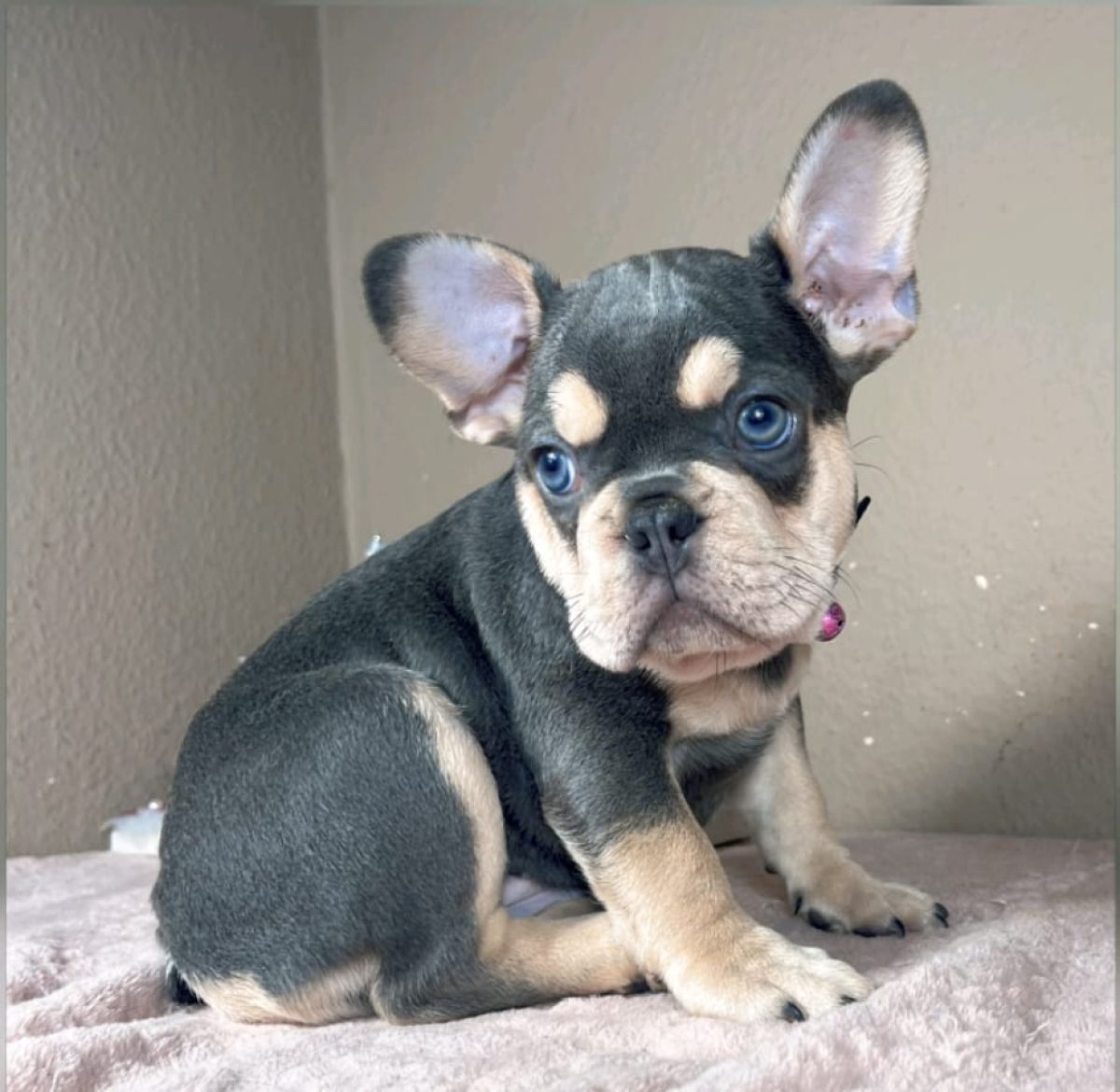 Bulldog Puppies Blue French Pitbull Blue Eyes Dark Brindle French