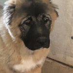 Djerri Caucasian Mountain Dog