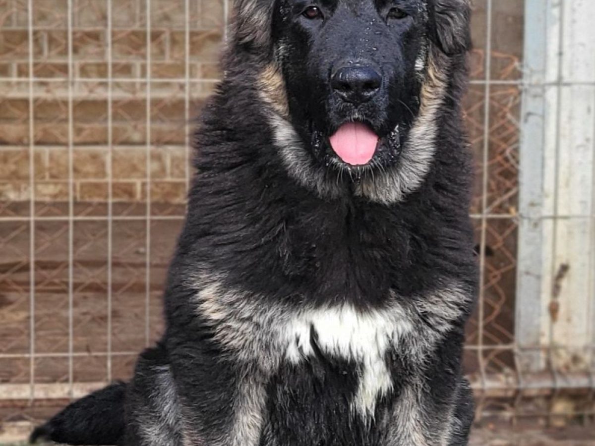 Royal Caucasian Buy Caucasian Mountain Dog Dog Breeds Caucasian