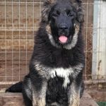 Djeki-female-Caucasian-Mountain-Dog-puppy-for-sale-1