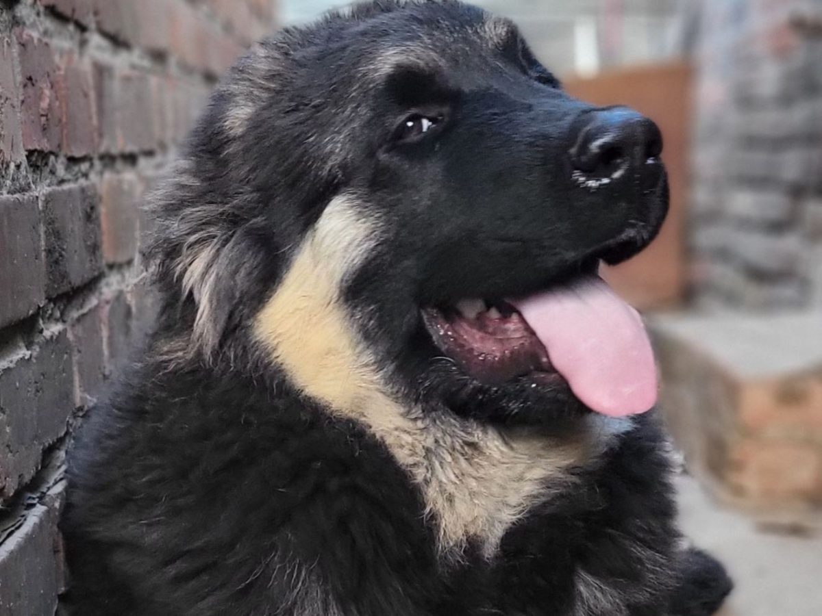 Russian Dog Caucasian Mountain Dog Size Russian Prison Dogs The