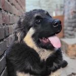 Djeki Caucasian Mountain Dog