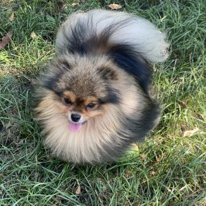 Eric Pomeranian