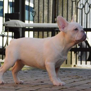 Fabby French Bulldog