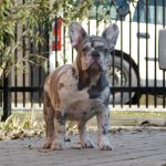 Leo French Bulldog