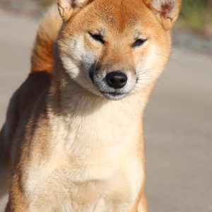 Gekkou Shiba Inu