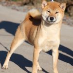 Gekkou-female-Shiba-puppy-for-sale- (2)